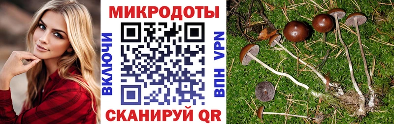 мега ONION  как найти закладки  Шуя  Галлюциногенные грибы Psilocybe 